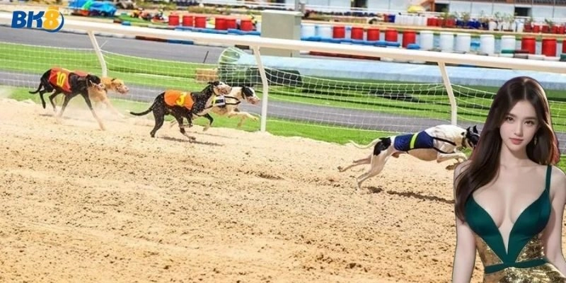 Bí kíp thắng lớn cá cược đua chó hấp dẫn