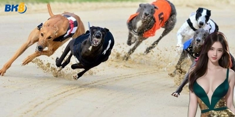 Cá Cược Đua Chó Tại BK8 – Bí Kíp Cá Cược Làm Chủ Đường Đua!